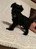 Bullet , a male Miniature Schnauzer for sale in Kannapolis, NC – 6 of 7