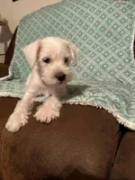 Whitie, a female Miniature Schnauzer for sale in Kannapolis, NC – 3 of 7