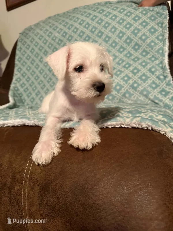 Whitie – Miniature Schnauzer puppy for sale in Kannapolis, NC