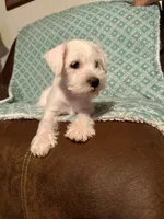 Whitie, a female Miniature Schnauzer for sale in Kannapolis, NC – 1 of 7
