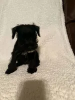 Sweety, a female Miniature Schnauzer for sale in Kannapolis, NC – 2 of 4