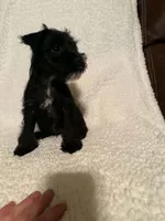 Sweety, a female Miniature Schnauzer for sale in Kannapolis, NC – 3 of 4