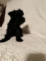 Bullet , a male Miniature Schnauzer for sale in Kannapolis, NC – 7 of 7