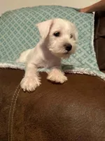 Whitie, a female Miniature Schnauzer for sale in Kannapolis, NC – 2 of 7