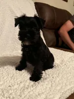 Bullet , a male Miniature Schnauzer for sale in Kannapolis, NC – 4 of 7