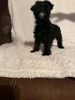 Bullet , a male Miniature Schnauzer for sale in Kannapolis, NC – 5 of 7