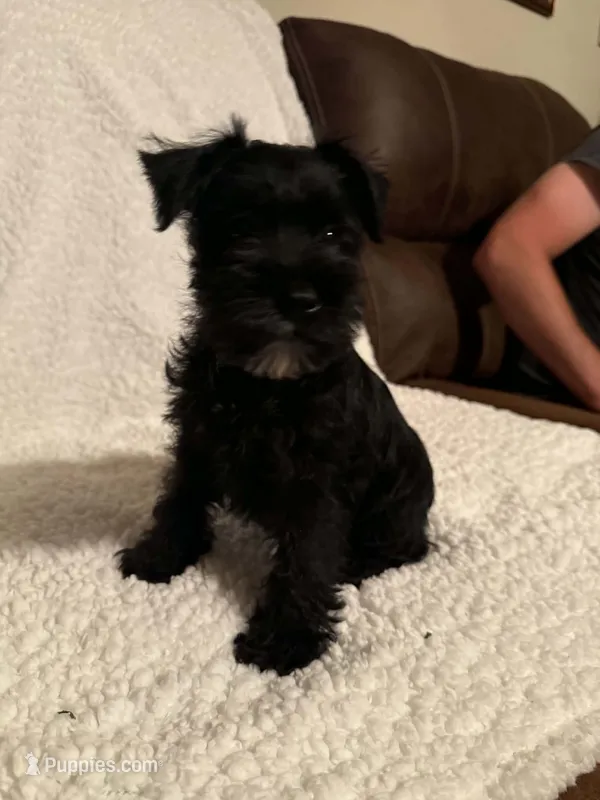Bullet  – Miniature Schnauzer puppy for sale in Kannapolis, NC