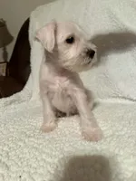 Whitie, a female Miniature Schnauzer for sale in Kannapolis, NC – 5 of 7