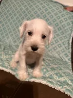 Whitie, a female Miniature Schnauzer for sale in Kannapolis, NC – 7 of 7