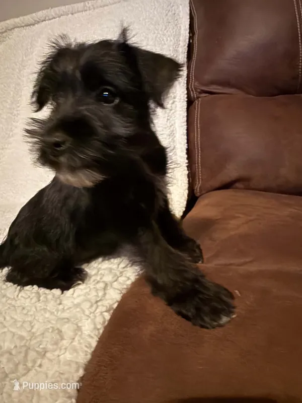 Sweety – Miniature Schnauzer puppy for sale in Kannapolis, NC