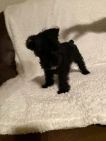 Bullet , a male Miniature Schnauzer for sale in Kannapolis, NC – 2 of 7