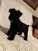 Bullet , a male Miniature Schnauzer for sale in Kannapolis, NC – 3 of 7