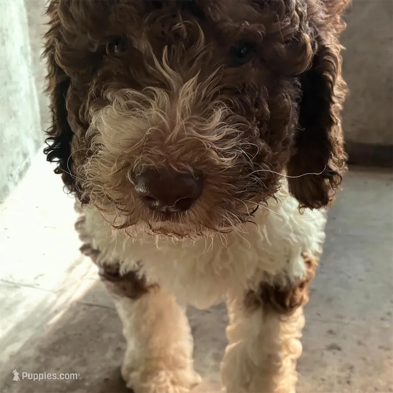 Milo – Poodle - Multi-Colored Standard, Poodle - Standard  puppy for sale in Muncie, IN