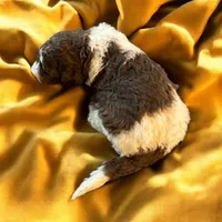 Milo, a male Poodle - Multi-Colored Standard and Poodle - Standard  for sale in Muncie, IN – Photo 2 of 4