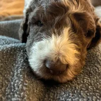 Milo, a male Poodle - Multi-Colored Standard and Poodle - Standard  for sale in Muncie, IN – Photo 4 of 4