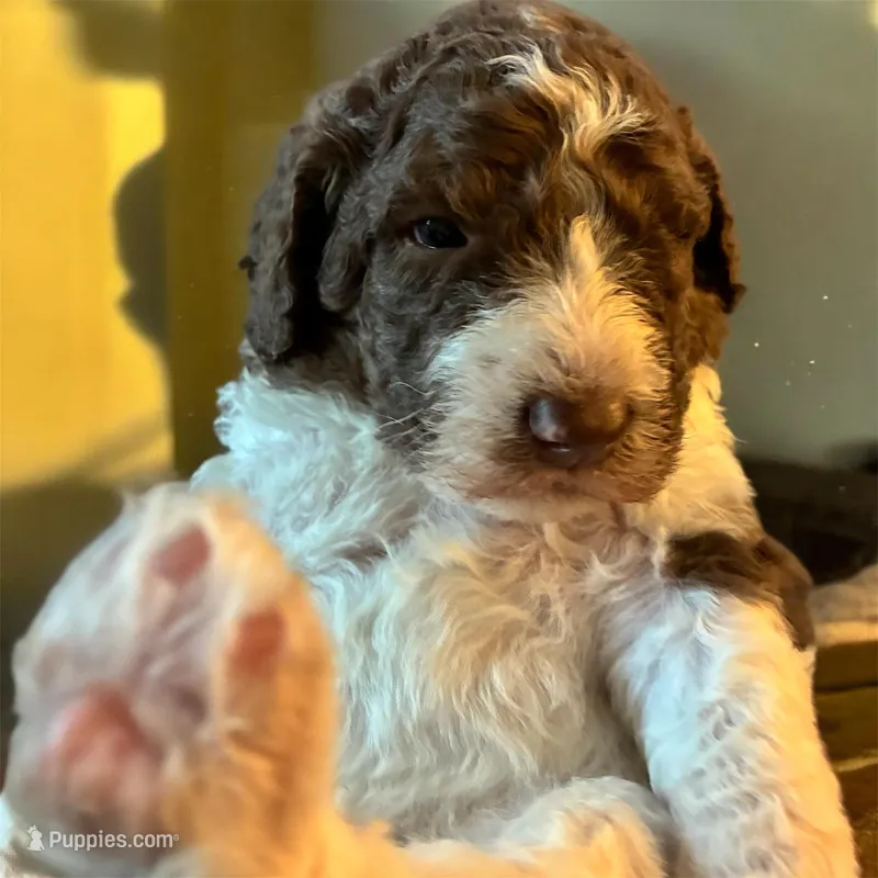 Milo, a male Poodle - Multi-Colored Standard and Poodle - Standard  for sale in Muncie, IN – Photo 1 of 4