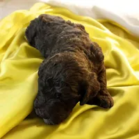 Nara, a female Poodle - Multi-Colored Standard and Poodle - Standard  for sale in Muncie, IN – Photo 4 of 6