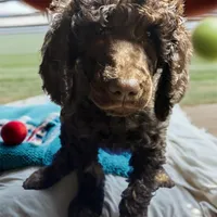 Nara, a female Poodle - Multi-Colored Standard and Poodle - Standard  for sale in Muncie, IN – Photo 3 of 6