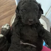 Nara, a female Poodle - Multi-Colored Standard and Poodle - Standard  for sale in Muncie, IN – Photo 5 of 6