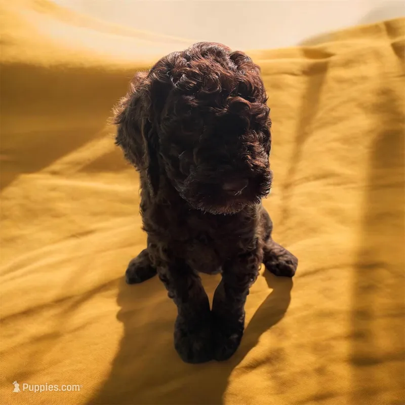 Nara – Poodle - Multi-Colored Standard, Poodle - Standard  puppy for sale in Muncie, IN