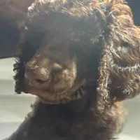 Nara, a female Poodle - Multi-Colored Standard and Poodle - Standard  for sale in Muncie, IN – Photo 2 of 6