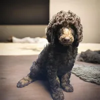 Nara, a female Poodle - Multi-Colored Standard and Poodle - Standard  for sale in Muncie, IN – Photo 1 of 6
