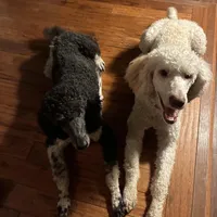 Nara, a female Poodle - Multi-Colored Standard and Poodle - Standard  for sale in Muncie, IN – Photo 6 of 6