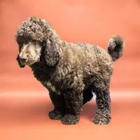Max, a male Poodle - Multi-Colored Standard and Poodle - Standard  for sale in Muncie, IN – Photo 4 of 7