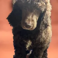 Max, a male Poodle - Multi-Colored Standard and Poodle - Standard  for sale in Muncie, IN – Photo 3 of 7