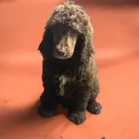 Max, a male Poodle - Multi-Colored Standard and Poodle - Standard  for sale in Muncie, IN – Photo 2 of 7