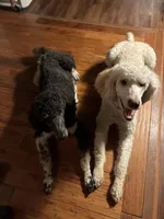 Yumi, a female Poodle - Multi-Colored Standard and Poodle - Standard  for sale in Muncie, IN – Photo 3 of 3