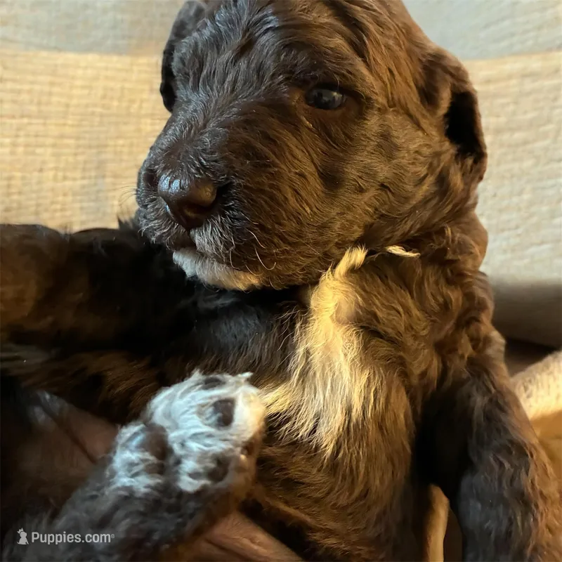 Yumi, a female Poodle - Multi-Colored Standard and Poodle - Standard  for sale in Muncie, IN – Photo 1 of 3