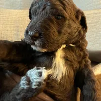 Yumi, a female Poodle - Multi-Colored Standard and Poodle - Standard  for sale in Muncie, IN – Photo 1 of 3