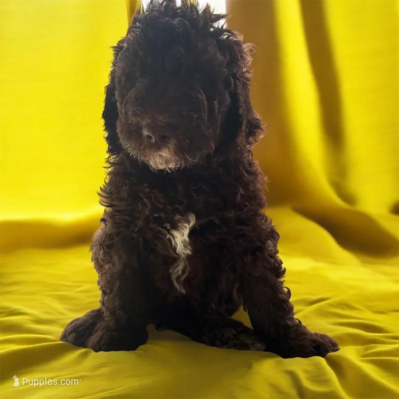 Yumi – Poodle - Multi-Colored Standard, Poodle - Standard  puppy for sale in Muncie, IN