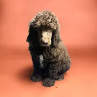 Max, a male Poodle - Multi-Colored Standard and Poodle - Standard  for sale in Muncie, IN – Photo 1 of 7