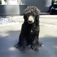 Nara, a female Poodle - Multi-Colored Standard and Poodle - Standard  for sale in Muncie, IN – Photo 4 of 10