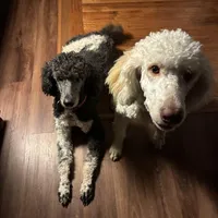 Nara, a female Poodle - Multi-Colored Standard and Poodle - Standard  for sale in Muncie, IN – Photo 10 of 10