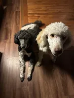 Max, a male Poodle - Multi-Colored Standard and Poodle - Standard  for sale in Muncie, IN – Photo 5 of 5