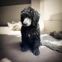 Nara, a female Poodle - Multi-Colored Standard and Poodle - Standard  for sale in Muncie, IN – Photo 2 of 10