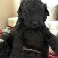 Max, a male Poodle - Multi-Colored Standard and Poodle - Standard  for sale in Muncie, IN – Photo 3 of 5