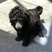 Nara, a female Poodle - Multi-Colored Standard and Poodle - Standard  for sale in Muncie, IN – Photo 3 of 10