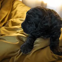Nara, a female Poodle - Multi-Colored Standard and Poodle - Standard  for sale in Muncie, IN – Photo 7 of 10