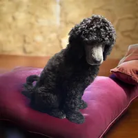 Nara, a female Poodle - Multi-Colored Standard and Poodle - Standard  for sale in Muncie, IN – Photo 5 of 10