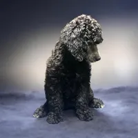 Nara, a female Poodle - Multi-Colored Standard and Poodle - Standard  for sale in Muncie, IN – Photo 1 of 10