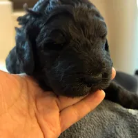 Nara, a female Poodle - Multi-Colored Standard and Poodle - Standard  for sale in Muncie, IN – Photo 9 of 10