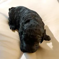 Nara, a female Poodle - Multi-Colored Standard and Poodle - Standard  for sale in Muncie, IN – Photo 6 of 10