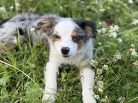 Daisy, a female Miniature Australian Shepherd and Toy Australian Shepherd for sale in Otego, NY – 6 of 7