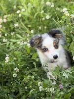 Daisy, a female Miniature Australian Shepherd and Toy Australian Shepherd for sale in Otego, NY – 4 of 7