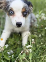 Daisy, a female Miniature Australian Shepherd and Toy Australian Shepherd for sale in Otego, NY – 5 of 7
