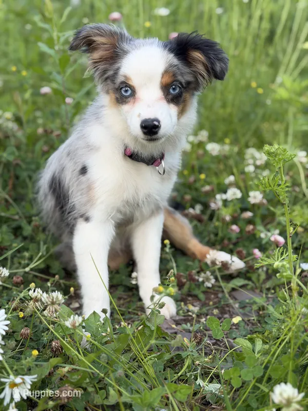 Daisy – Miniature Australian Shepherd, Toy Australian Shepherd puppy for sale in Otego, NY
